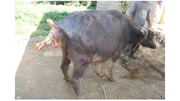 小牛看家提醒您，母牛死胎怎么辦？以下幾點(diǎn)需要格外注意！