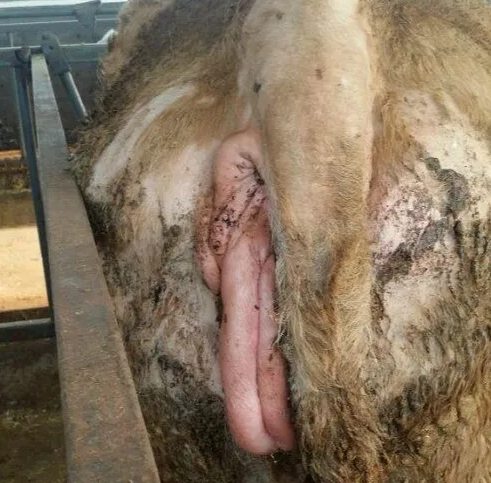 母牛發(fā)情外陰表現(xiàn)