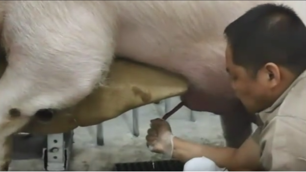 小牛看家提醒您—公豬的調教和采精你真的知道如何操作嗎？