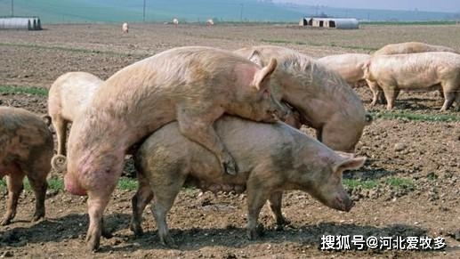 后備公豬性欲低