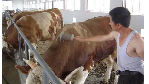 養牛人到底難不難，看完你就知道了。