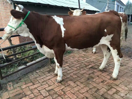 愛牧多—西門塔爾牛