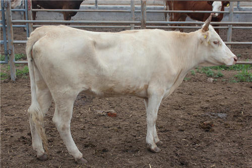 愛牧多—夏洛萊母牛