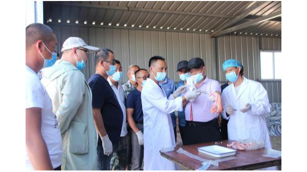 母牛繁殖最佳時(shí)間如何把控？倍特雙教你輕松掌握母牛繁殖技術(shù)