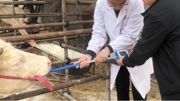 牛吃下塑料怎么辦？小牛看家牛胃鏡（取物器）輕松解決！