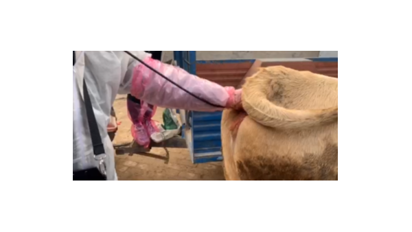 如何判斷母牛是否懷孕？河北愛牧多推薦您幾種方法，有一種方法神了~