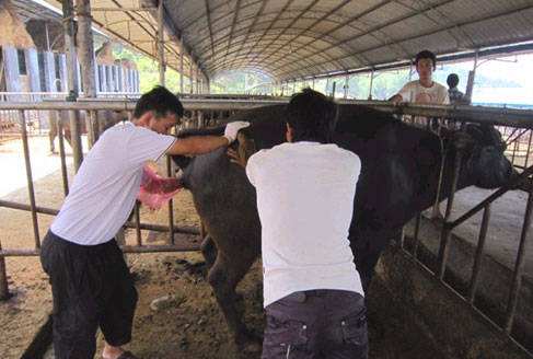 懷孕母牛直腸檢測(cè)