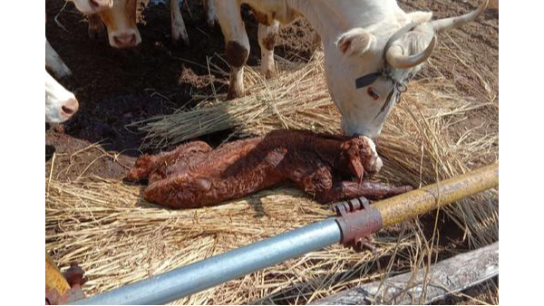 小牛看家—新生犢牛出現“假死”，倒立真的有用嗎？