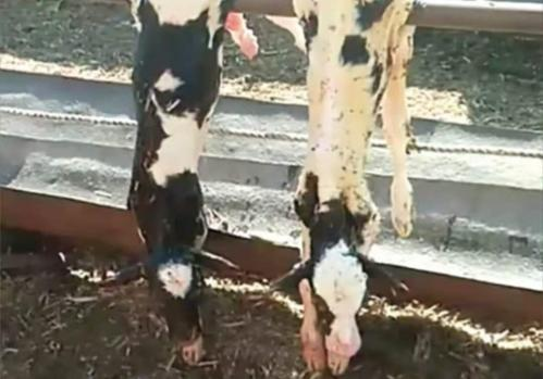 犢牛倒立排羊水