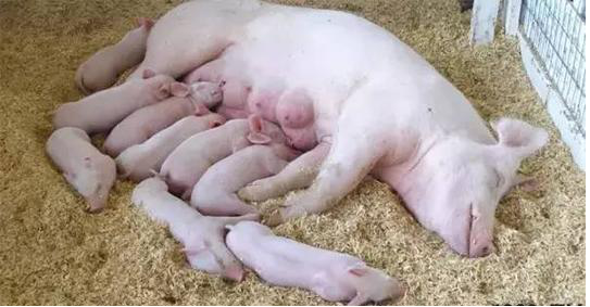 母豬產后惡露