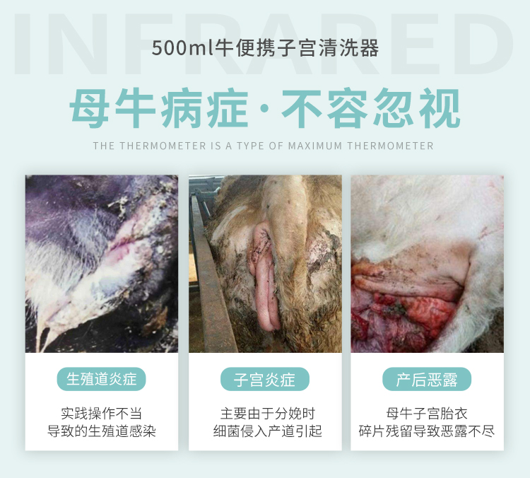 母牛子宮炎癥