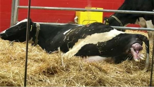 小牛看家—母牛子宮清洗的操作方法與注意事項