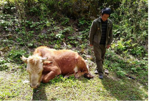 牛誤食塑料金屬