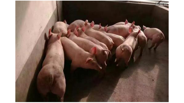 冬季來臨，有哪些高發豬病要注意？