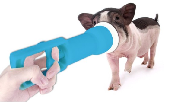 新生仔豬如何護理，確定你都了解么？小牛看家為您整理了四大關鍵點！