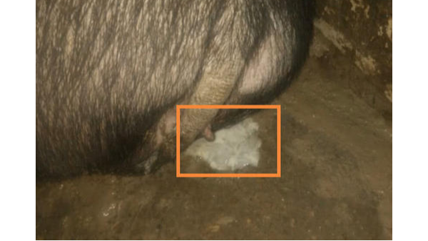 小牛看家—干貨來襲，準確判斷母豬排卵發情時間，養殖效益翻倍！