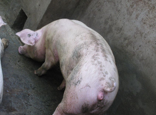 母豬發(fā)情身體特征