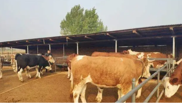 冬季養牛需要注意什么？冬季牛犢養殖技巧