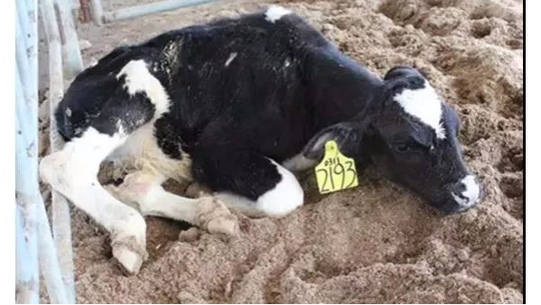 冬春季節高發的犢牛肺炎，預防比治療更重要！