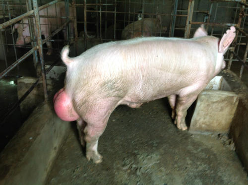 提高母豬產仔率