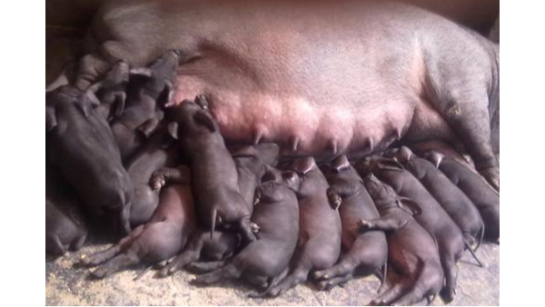 如何提高母豬產仔率？