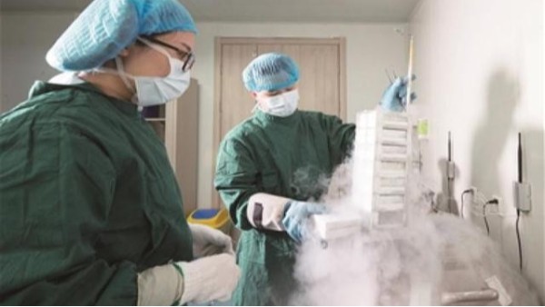 母牛人工授精技術—冷凍精液的保存與解凍技術