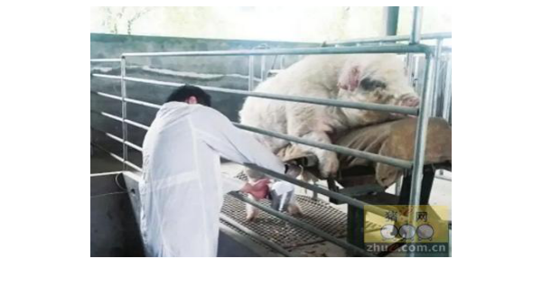 種豬采精的詳細步驟