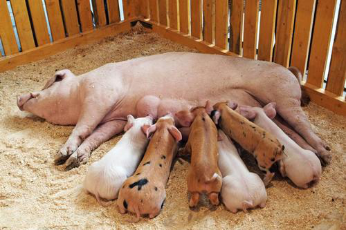 母豬產仔