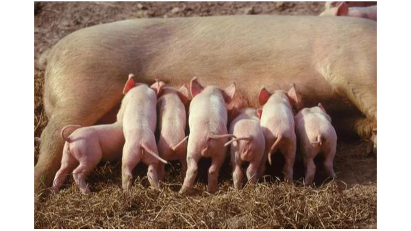 母豬產仔少的幾個原因剖析，飼養，年齡，管理？