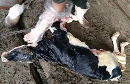 犢牛處理好臍帶