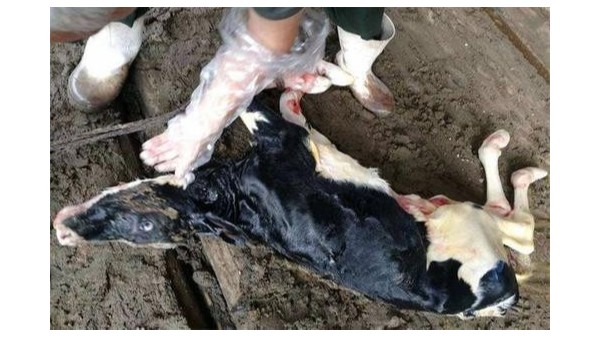 新生犢牛冬季飼養小技巧，養牛戶建議收藏—小牛看家