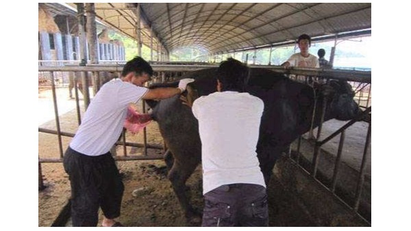 養殖戶的“火眼金睛”，識破母牛異常發情，挽救養殖效益！