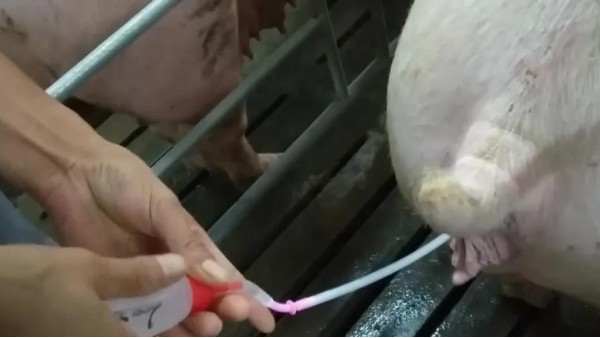 小牛看家教學(xué)篇—母豬人工授精需要這幾步！做好了產(chǎn)量才能高！