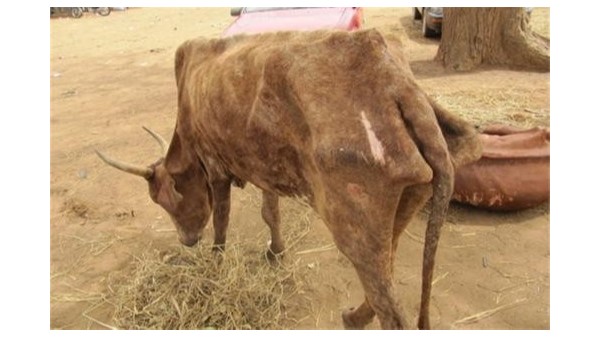 牛體弱消瘦、不反芻？小牛看家提醒您問題可能出在這里！
