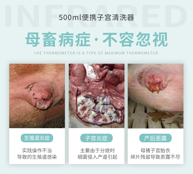 母豬子宮炎癥
