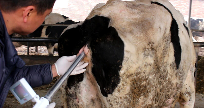 可視輸精槍輸精