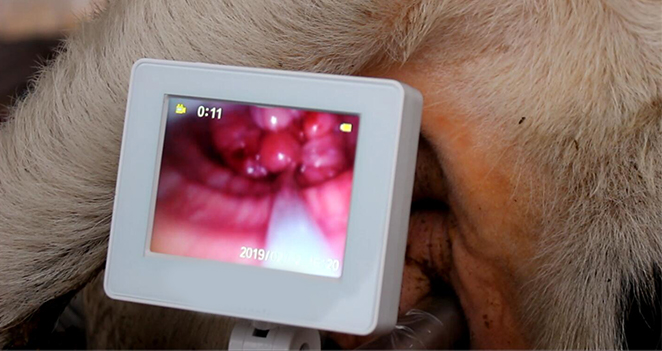 可視輸精槍輸精