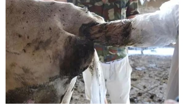 不會直腸掏糞的養殖戶居然也能自己輸精了？快來看看是怎么實現的吧！