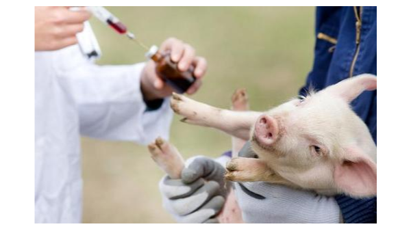 五個養豬常見知識問答