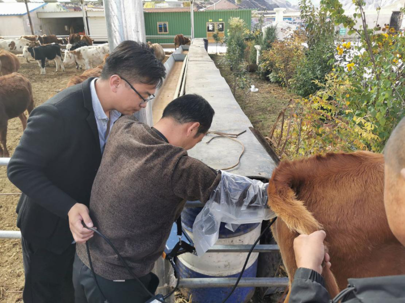 傳統牛輸精掏直腸